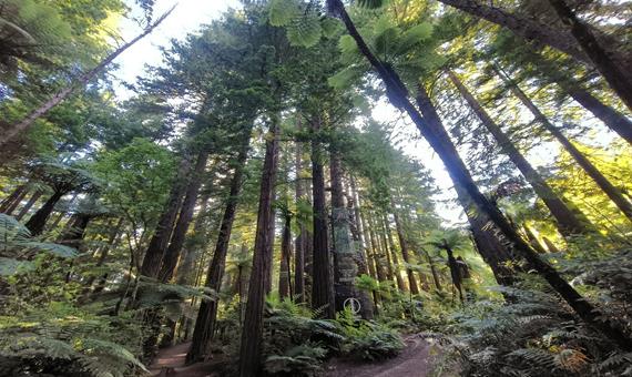 紅木森林公園 The Redwoods Whakarewarewa Forest